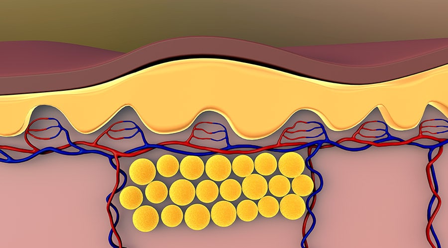 Block Fat Absorption