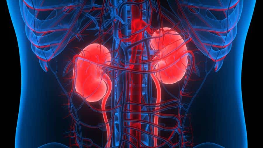 Digital Rendering of Human Kidneys