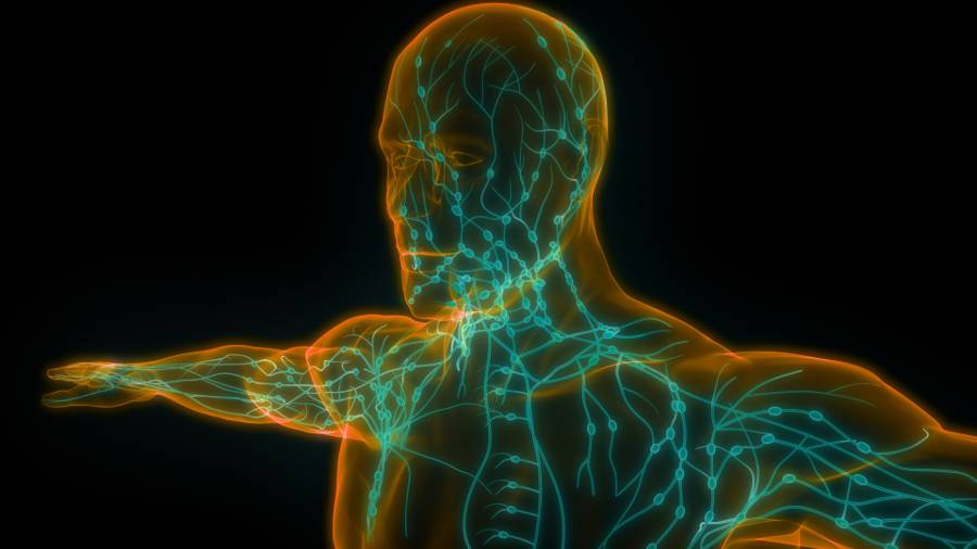 Lymph Nodes System in a Body