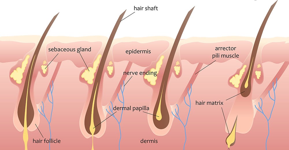 Here are some facts about hair that you may not have known - VIVO Clinic